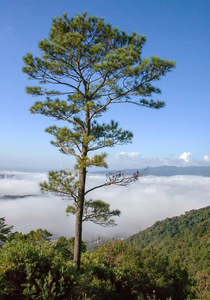 鳥 回想㉖）雁回山の彩り＝熊本市南区富合町木原_d0238245_22134645.jpg