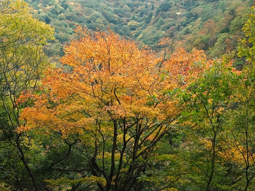 大津の絶景、奥山渓谷・・・小入谷林道の通行止！_d0005250_2043848.jpg