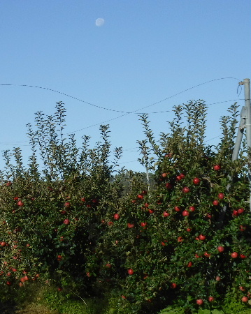 e0172950_2025626.jpg