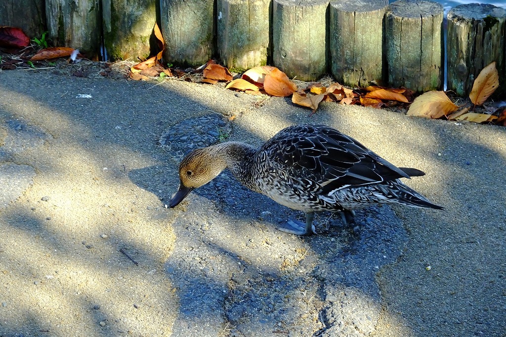 水戸、千波湖で湖畔を歩く。_b0236251_09104138.jpg