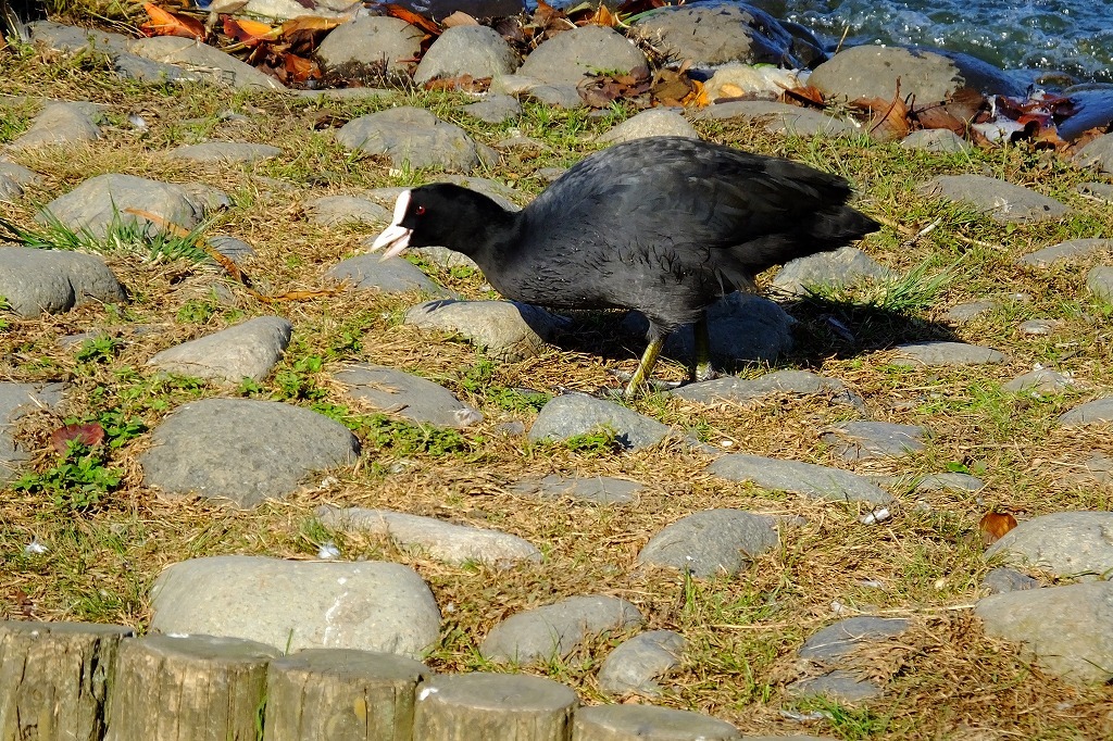 水戸、千波湖で湖畔を歩く。_b0236251_09115135.jpg