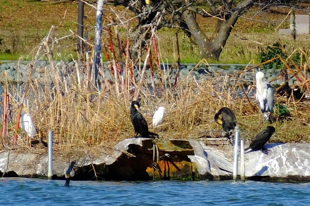 水戸、千波湖で湖畔を歩く。_b0236251_09200143.jpg