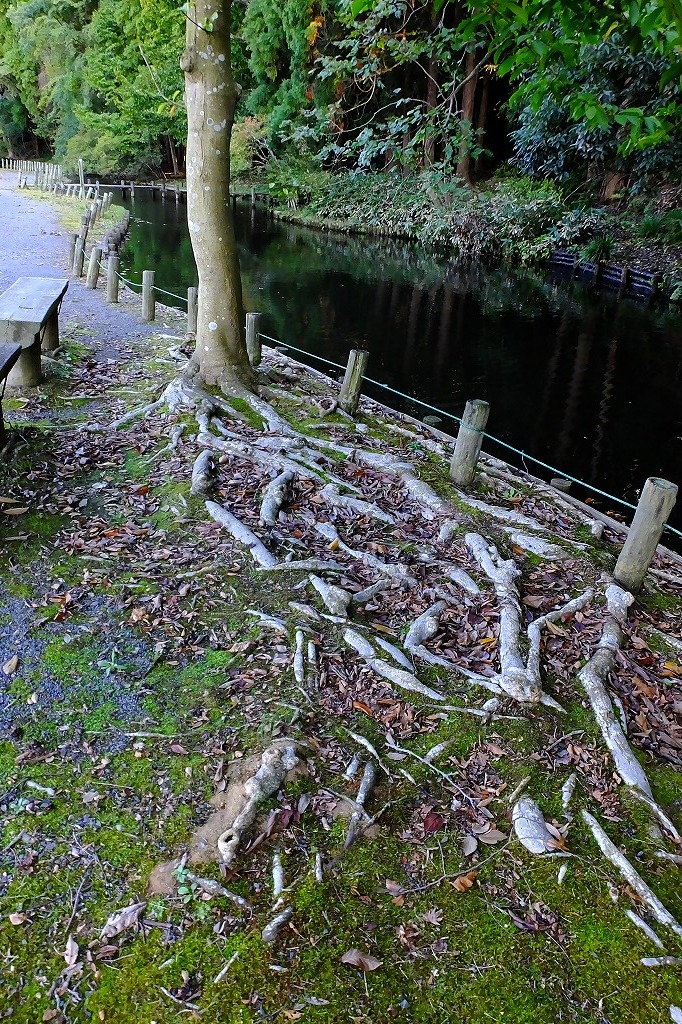 水戸、千波湖で湖畔を歩く。_b0236251_09241921.jpg