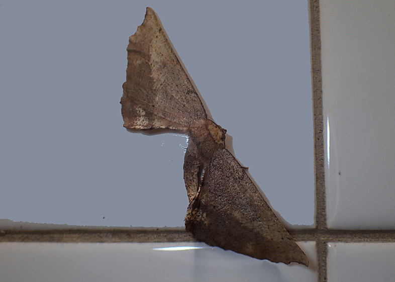 d0146854_21054663.jpg