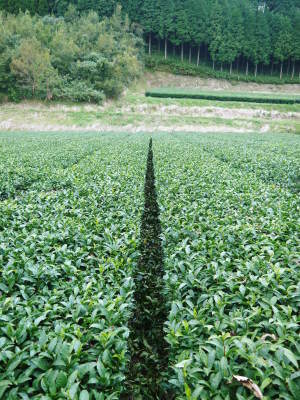 菊池水源茶　秋の剪定で春にそろって芽吹かせます！こだわり有機栽培のお茶、紅茶好評発売中！_a0254656_19080761.jpg