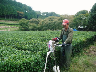 菊池水源茶　秋の剪定で春にそろって芽吹かせます！こだわり有機栽培のお茶、紅茶好評発売中！_a0254656_19094698.jpg