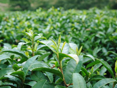 菊池水源茶　秋の剪定で春にそろって芽吹かせます！こだわり有機栽培のお茶、紅茶好評発売中！_a0254656_19114135.jpg