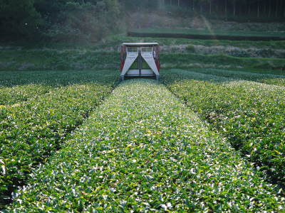 菊池水源茶 秋の剪定で春にそろって芽吹かせます!こだわり有機栽培のお茶、紅茶好評発売中!_a0254656_19172380.jpg