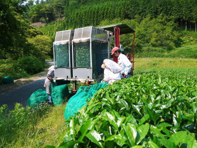 菊池水源茶 秋の剪定で春にそろって芽吹かせます!こだわり有機栽培のお茶、紅茶好評発売中!_a0254656_19250174.jpg