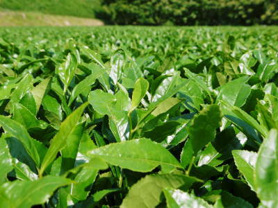菊池水源茶 秋の剪定で春にそろって芽吹かせます!こだわり有機栽培のお茶、紅茶好評発売中!_a0254656_19293969.jpg