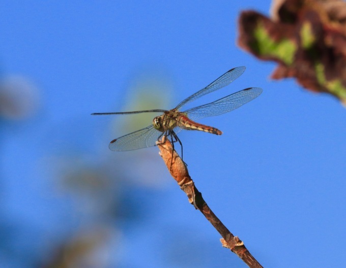 a0248459_20382825.jpg