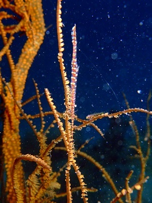 「生物大集合!!」_b0033573_20073412.jpg