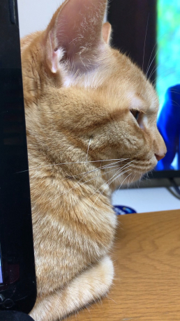 えらいこっちゃ(>_<)_e0355177_16002423.jpg