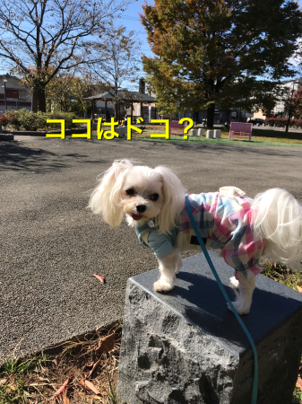 b0193480_15252508.jpeg