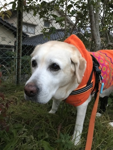 f0315081_22310192.jpeg