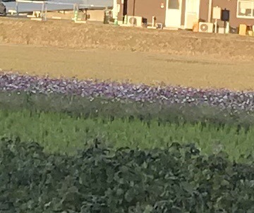 a0027290_21053142.jpeg