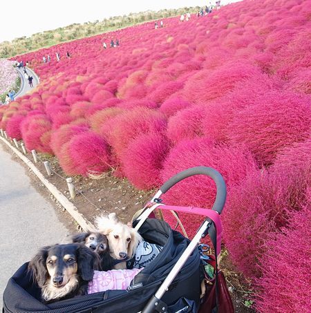 ひたち海浜公園　～コキア～_a0225693_00560344.jpg