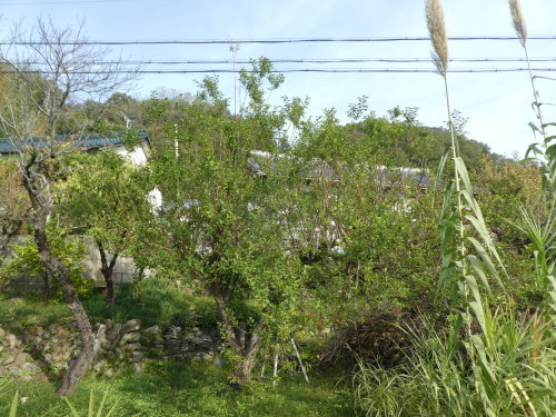 c0108198_17521025.jpg
