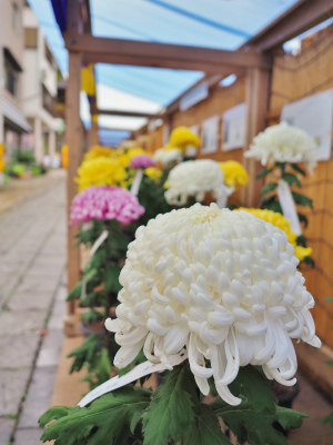 境内は「菊まつり」です_c0336902_19534142.jpg