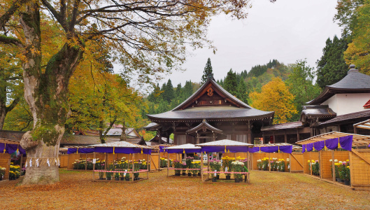 境内は「菊まつり」です_c0336902_19542101.jpg