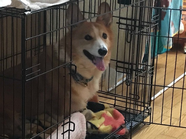 幸太くんの病気について_f0242002_12590084.jpg