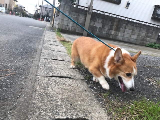 幸太くんの病気について_f0242002_12591158.jpg