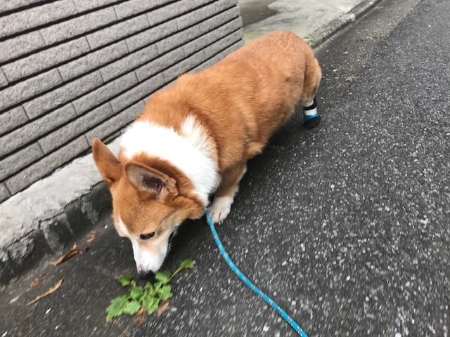 幸太くんの病気について_f0242002_12594468.jpg