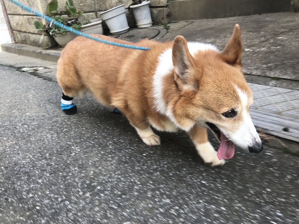幸太くんの病気について_f0242002_13005768.jpg