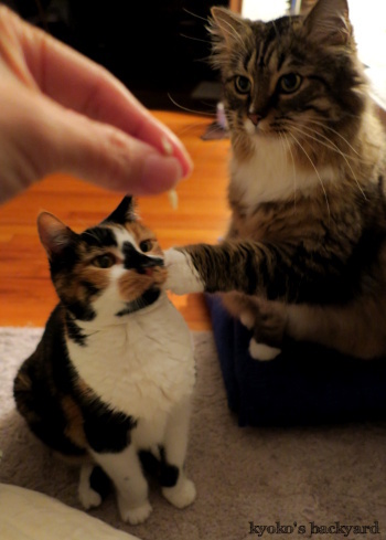 きょうはぼくから!・・・あれ?(猫ビデオ付き)_b0253205_05115568.jpg
