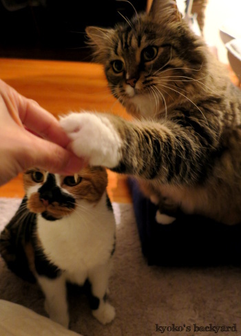 きょうはぼくから!・・・あれ?(猫ビデオ付き)_b0253205_05120764.jpg