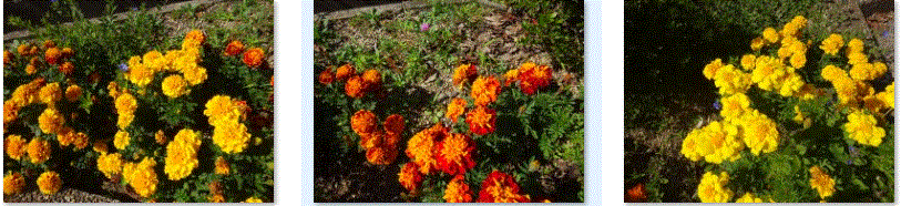 f0231709_12031620.gif