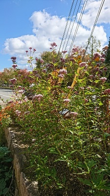 f0371014_05301528.jpg