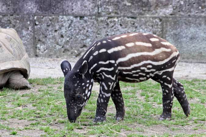 マレーバクの赤ちゃん「コト」～フタコブラクダ「マリー＆ジャン」（東武動物公園）_b0355317_21233155.jpg