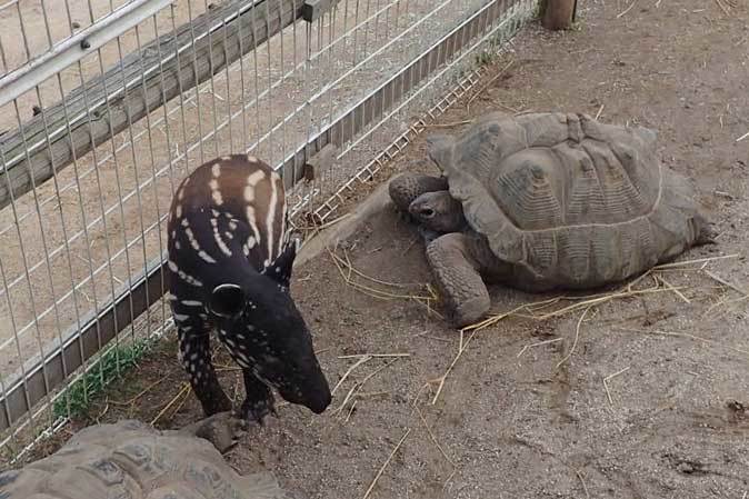 マレーバクの赤ちゃん「コト」～フタコブラクダ「マリー＆ジャン」（東武動物公園）_b0355317_21250658.jpg