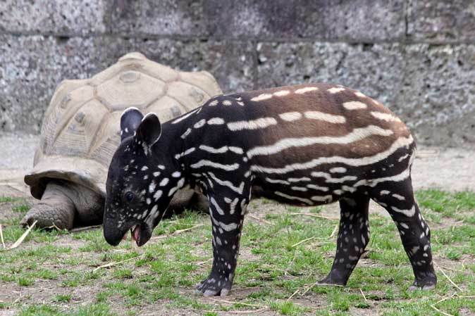 マレーバクの赤ちゃん コト フタコブラクダ マリー ジャン 東武動物公園 続々 動物園ありマス