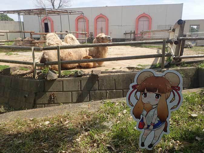 マレーバクの赤ちゃん「コト」～フタコブラクダ「マリー＆ジャン」（東武動物公園）_b0355317_21374915.jpg