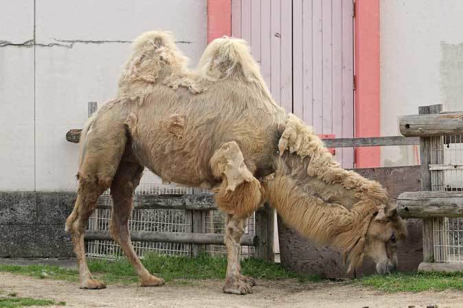 マレーバクの赤ちゃん「コト」～フタコブラクダ「マリー＆ジャン」（東武動物公園）_b0355317_21404345.jpg