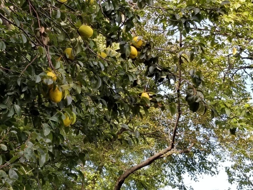 e0016828_11044403.jpg