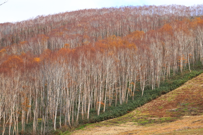 苗場紅葉 - 2 -_f0348831_21501576.jpg