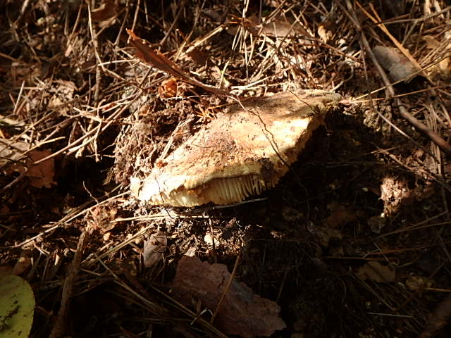 f0334143_94492.jpg