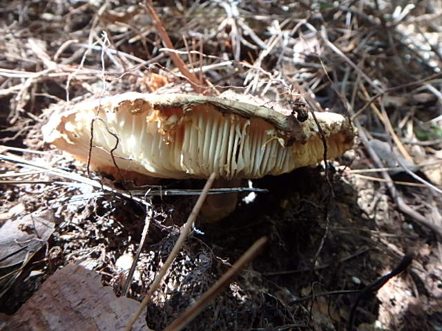 f0334143_955868.jpg