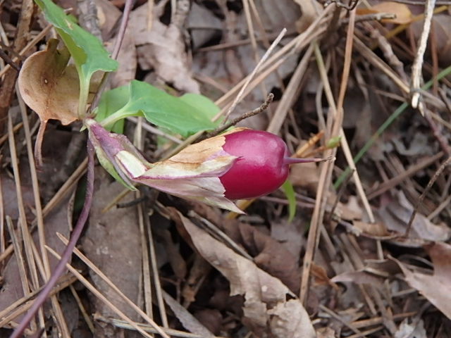 f0334143_972576.jpg