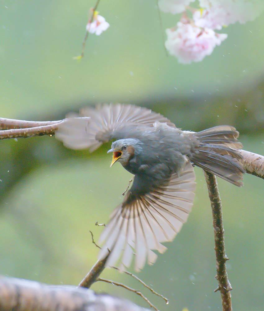 鳥 回想㉖）雁回山の彩り＝熊本市南区富合町木原_d0238245_15284328.jpg