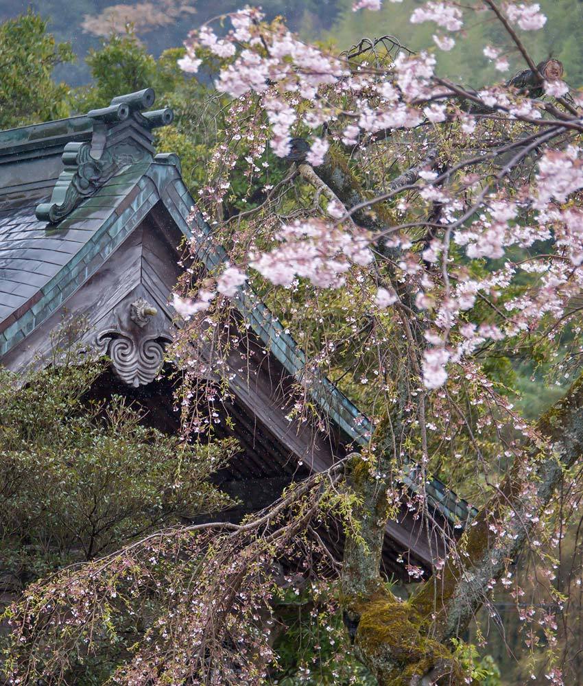 鳥 回想㉖）雁回山の彩り＝熊本市南区富合町木原_d0238245_19460164.jpg