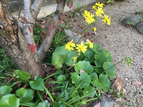 a0152454_06515701.jpeg