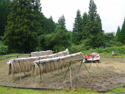 米作りへの挑戦！掛け干しした稲をコンバインを使って脱穀しました！(前編)_a0254656_17501107.jpg