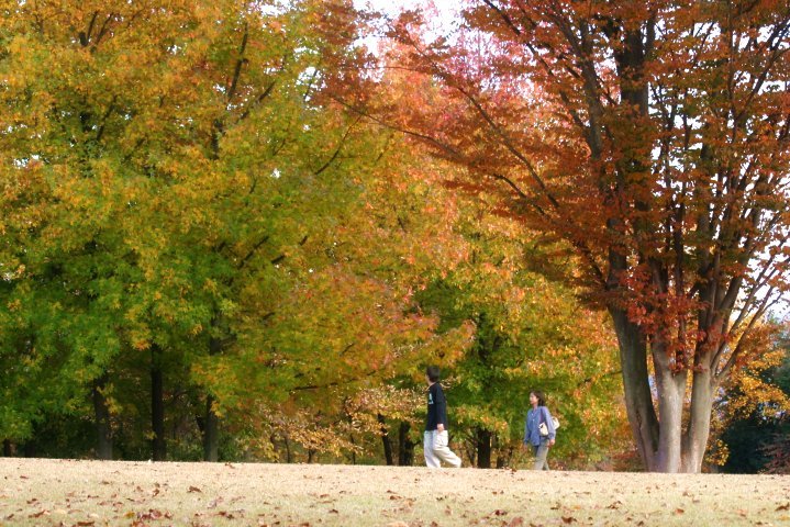 県運動公園の銀杏並木（山形県天童市）_e0387363_16454380.jpg