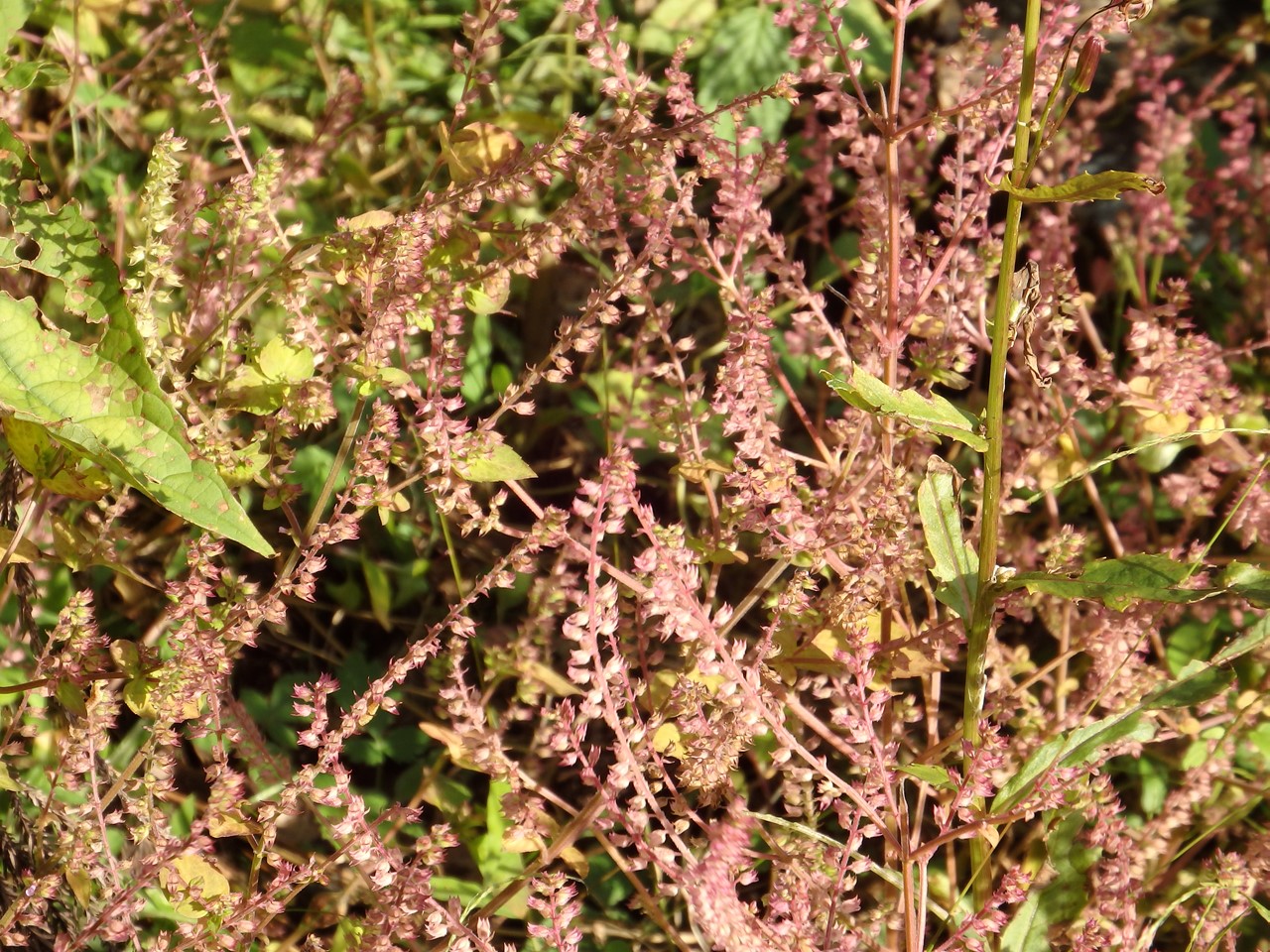d0054276_2028164.jpg