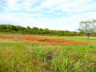 浅口市寄島町のアッケシソウ_e0046477_15161618.jpg