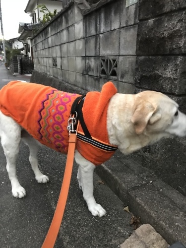 f0315081_21373740.jpeg